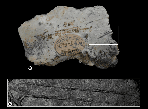 cs33_iphes_bone_surface_modifications_figure_1ab Figure 1 a&b - High-resolution scans reveal bone surface modifications.