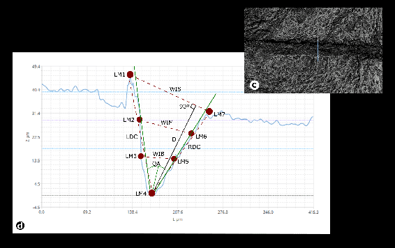 cs33_iphes_bone_surface_modifications_figure_1c-d Figure 1 c&d - High-resolution scans reveal bone surface modifications.